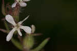 Common catchfly